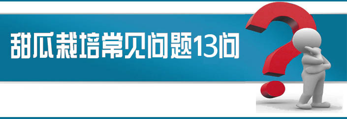 蔬菜種子栽培技術(shù)-<strong><font color='#006428'>甜瓜栽培常見(jiàn)問(wèn)題13問(wèn)？</font></strong>
