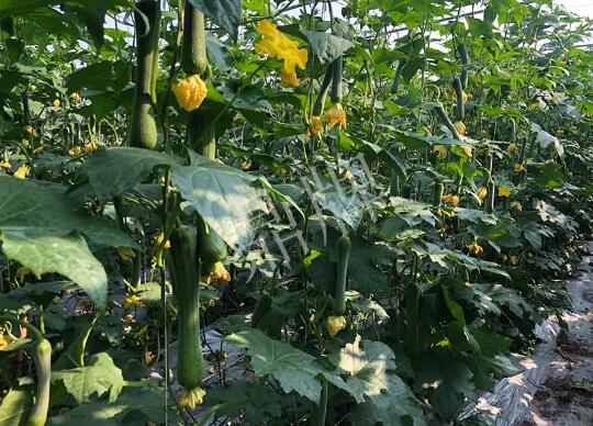蔬菜種子種植戶(hù)客戶(hù)點(diǎn)評(píng)-種植“優(yōu)比1號(hào)”差的用戶(hù)，差到什么樣子？