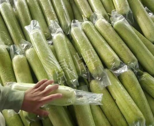 蔬菜種子種植戶客戶點(diǎn)評(píng)-這個(gè)絲瓜每畝能掙3萬(wàn)，惠州客戶很滿意！