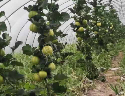 蔬菜種子種植戶客戶點(diǎn)評(píng)-我的乖乖，一株坐果15個(gè)，6元1斤，好賣得很！