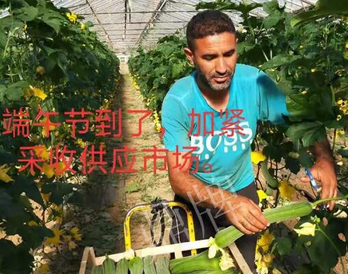 蔬菜種子種植戶客戶點(diǎn)評(píng)-羨慕！每公斤24元，“優(yōu)比1號(hào)”在法國(guó)的表現(xiàn)…