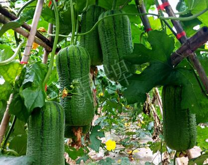 蔬菜種子種植戶(hù)客戶(hù)點(diǎn)評(píng)-這個(gè)新品種，讓我“頭痛”…