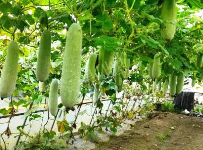 蔬菜種子種植戶客戶點(diǎn)評(píng)-我種的冬瓜，肉緊味甜，按個(gè)賣！