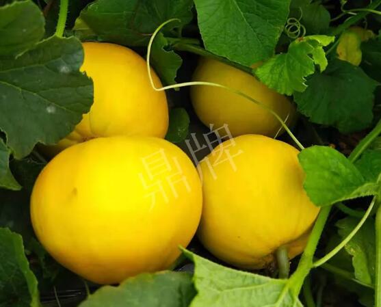 蔬菜種子種植戶客戶點(diǎn)評(píng)-純賺50萬(wàn)，我這個(gè)“張大膽”榮光了一把！