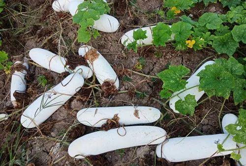 您種植過(guò)“堆堆瓜”嗎？看一看，地上全是瓜！一睹芳容