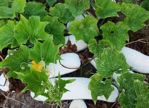 您種植過(guò)“堆堆瓜”嗎？看一看，地上全是瓜！一睹芳容