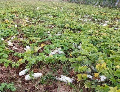 您種植過(guò)“堆堆瓜”嗎？看一看，地上全是瓜！一睹芳容