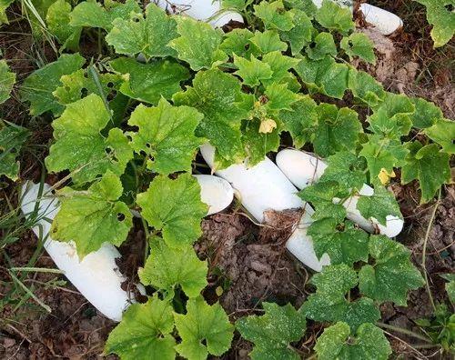 您種植過(guò)“堆堆瓜”嗎？看一看，地上全是瓜！一睹芳容
