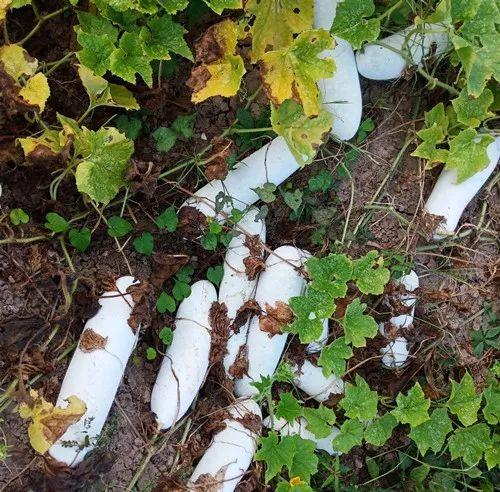 您種植過(guò)“堆堆瓜”嗎？看一看，地上全是瓜！一睹芳容