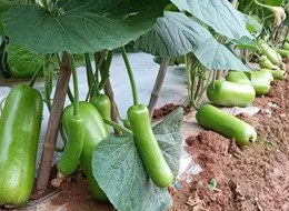 蔬菜種子種植戶客戶點(diǎn)評(píng)-浙江菜農(nóng)種植的鼎牌瓠瓜喜獲豐收，又賣上了好價(jià)錢!