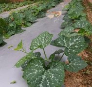 蔬菜種子種植戶客戶點(diǎn)評(píng)-無(wú)需噴農(nóng)藥的蔬菜，栽培簡(jiǎn)單、效益高！