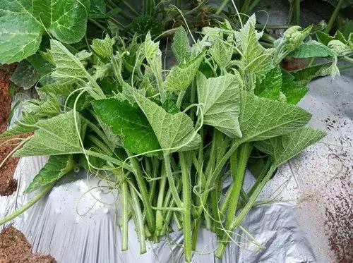 菜農(nóng)種植無需噴農(nóng)藥的蔬菜，不僅栽培簡單、而且效益高