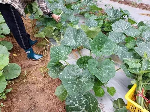 菜農(nóng)種植無需噴農(nóng)藥的蔬菜，不僅栽培簡單、而且效益高