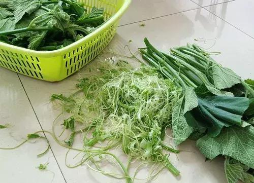 菜農(nóng)種植無需噴農(nóng)藥的蔬菜，不僅栽培簡單、而且效益高