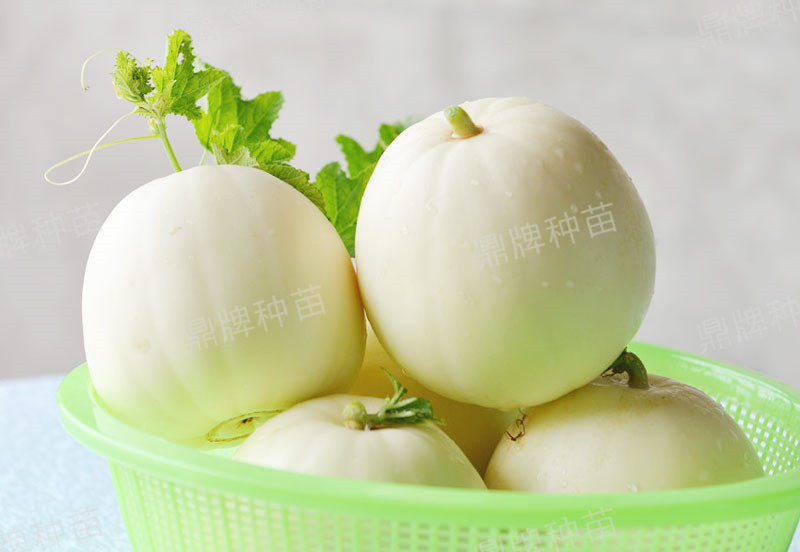就這4個薄皮甜瓜，畝產(chǎn)萬斤很輕松，瓜果菜農(nóng)搶著種植