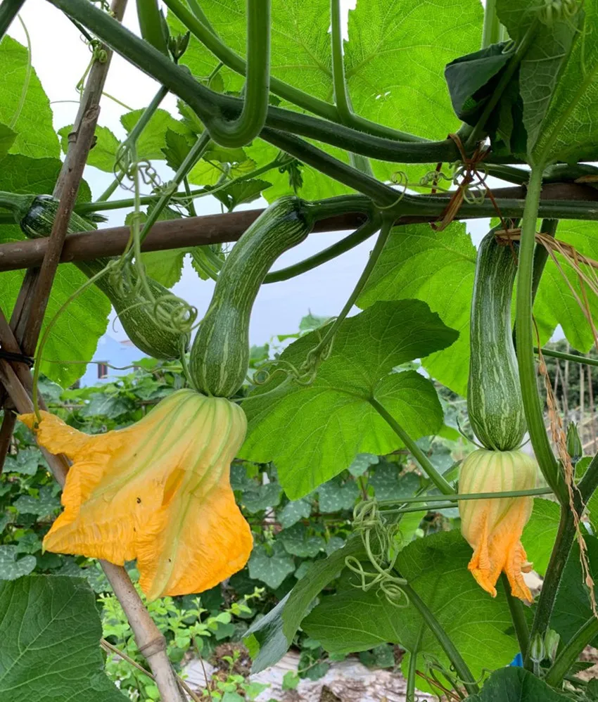 3元1斤的健美蜜本南瓜快成熟了，緬甸種植戶發(fā)來圖片與視頻
