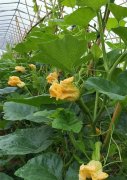 蔬菜種子種植戶客戶點評-在大棚內(nèi)栽培“健美蜜本”南瓜，怎么樣？看菜農(nóng)石昌斌發(fā)來的圖片