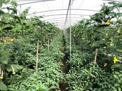 蔬菜種子種植戶客戶點評-這個品種，結(jié)瓜太夸張了！太恐怖了！