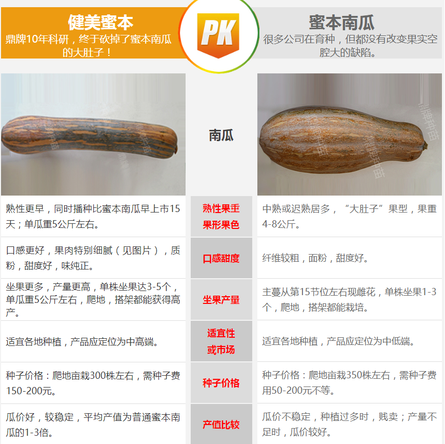 生吃都好吃南瓜新品種，沒(méi)有大肚子，肉質(zhì)更密致，農(nóng)戶試種下