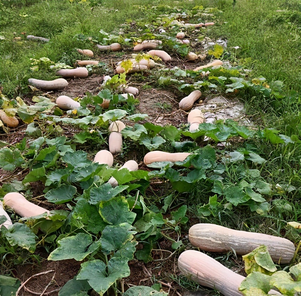 一位轉(zhuǎn)業(yè)后的特種兵，辦農(nóng)場(chǎng)種瓜菜，靠1個(gè)優(yōu)點(diǎn)，年賺200萬(wàn)