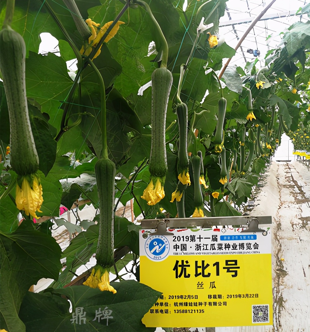 這個(gè)絲瓜畝產(chǎn)可達(dá)8000公斤，菜農(nóng)2021年致富的絲瓜品種