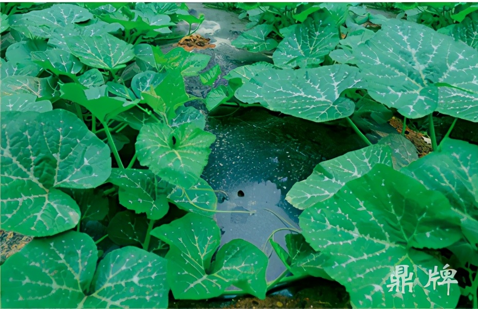 種這種綠葉菜，栽培輕松，畝產(chǎn)值過萬元，菜農(nóng)表示很劃算