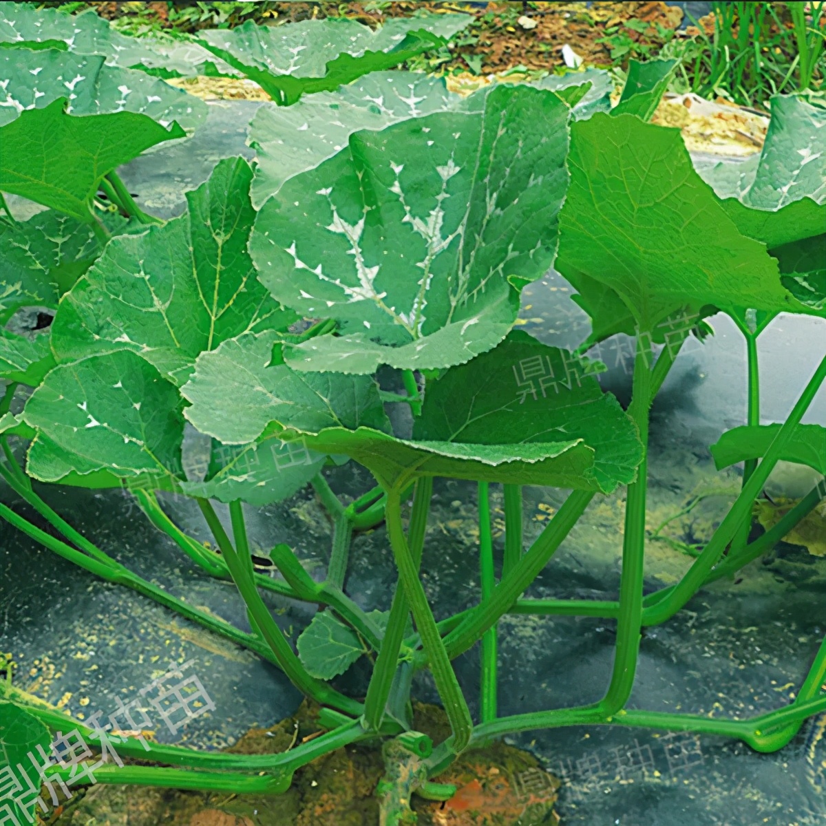 種這種綠葉菜，栽培輕松，畝產(chǎn)值過萬元，菜農(nóng)表示很劃算
