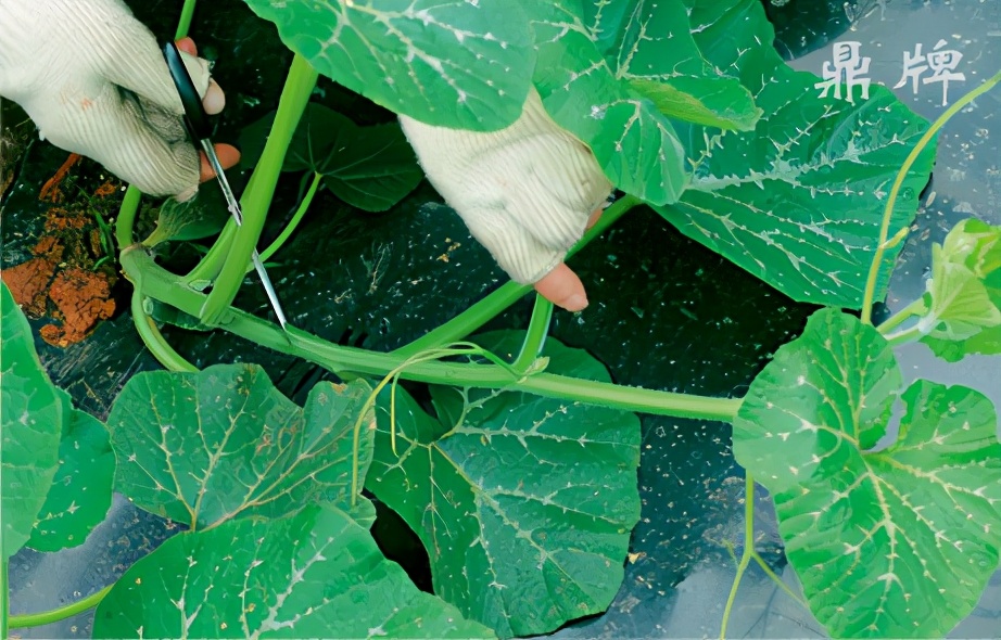 種這種綠葉菜，栽培輕松，畝產(chǎn)值過萬元，菜農(nóng)表示很劃算