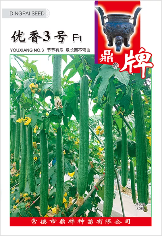 它是絲瓜種植戶的新選擇，節(jié)節(jié)有瓜，瓜長(zhǎng)而不彎曲
