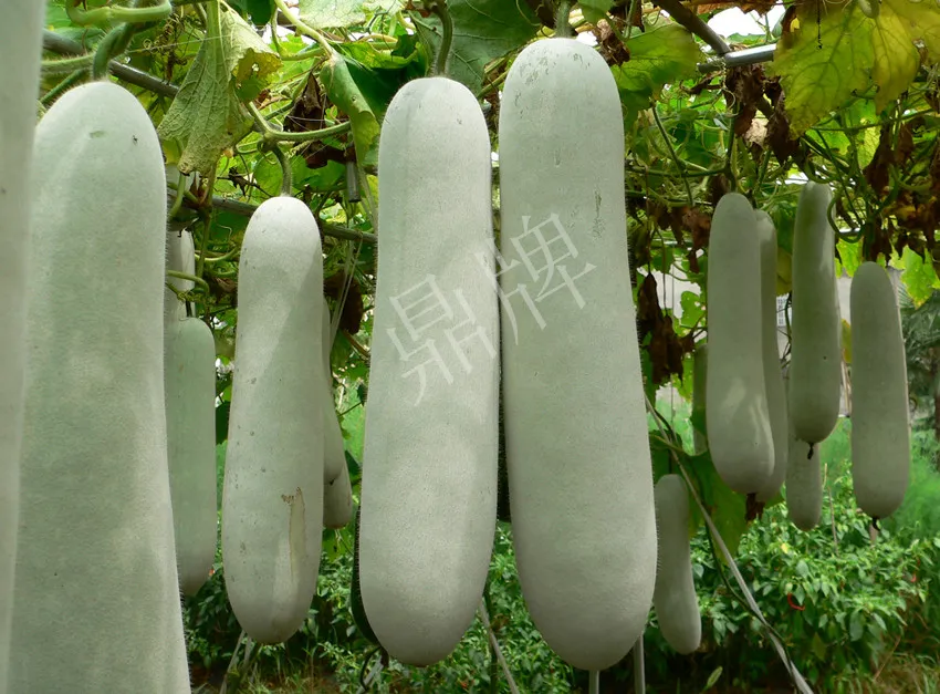 這個(gè)品種太優(yōu)秀了！耐儲(chǔ)耐運(yùn)，適合大面積種植，菜農(nóng)瓜販都喜歡