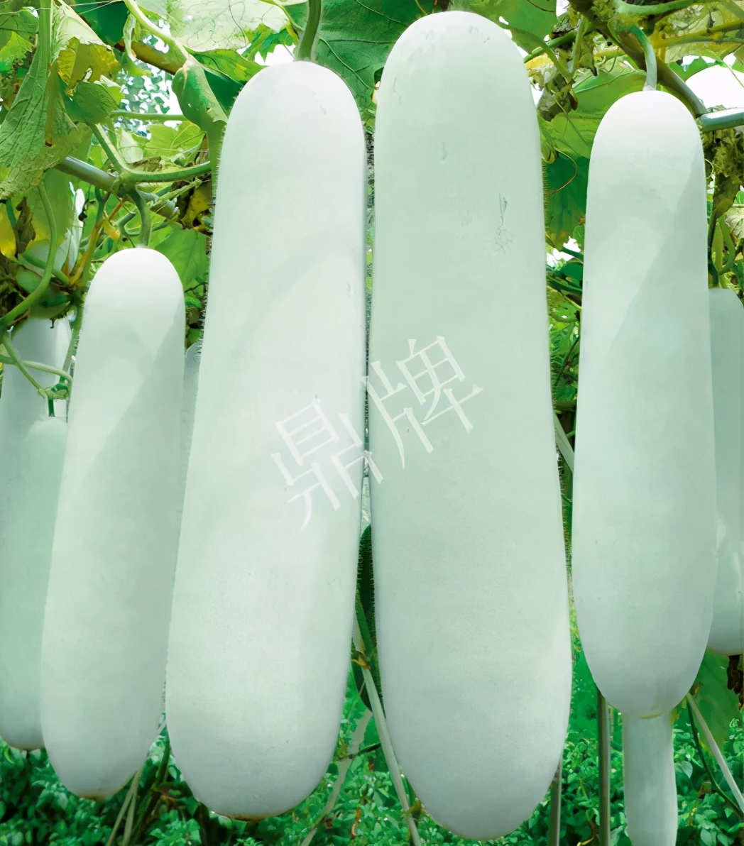 這個(gè)品種太優(yōu)秀了！耐儲(chǔ)耐運(yùn)，適合大面積種植，菜農(nóng)瓜販都喜歡