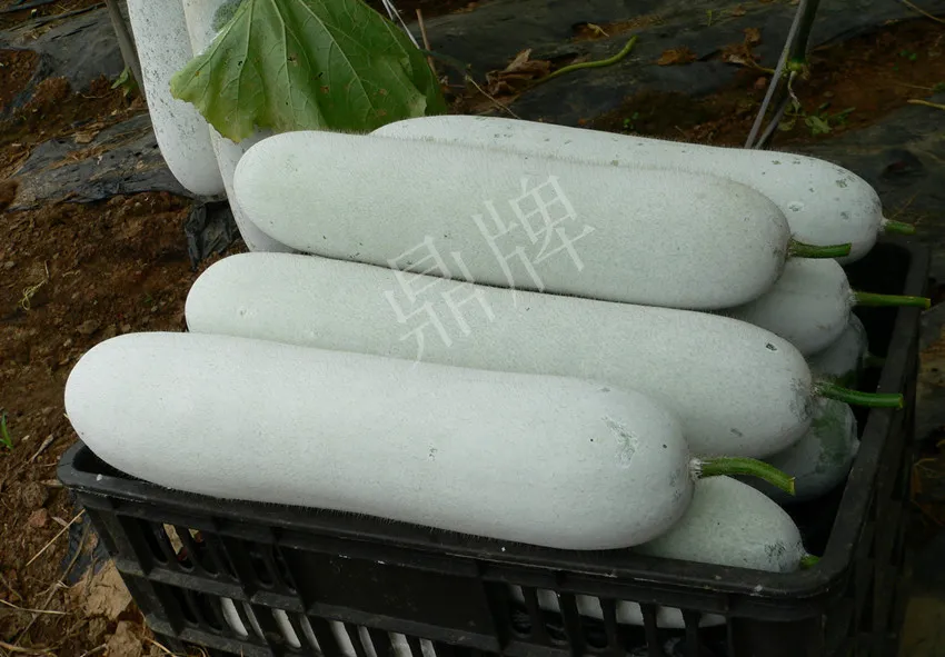 這個(gè)品種太優(yōu)秀了！耐儲(chǔ)耐運(yùn)，適合大面積種植，菜農(nóng)瓜販都喜歡