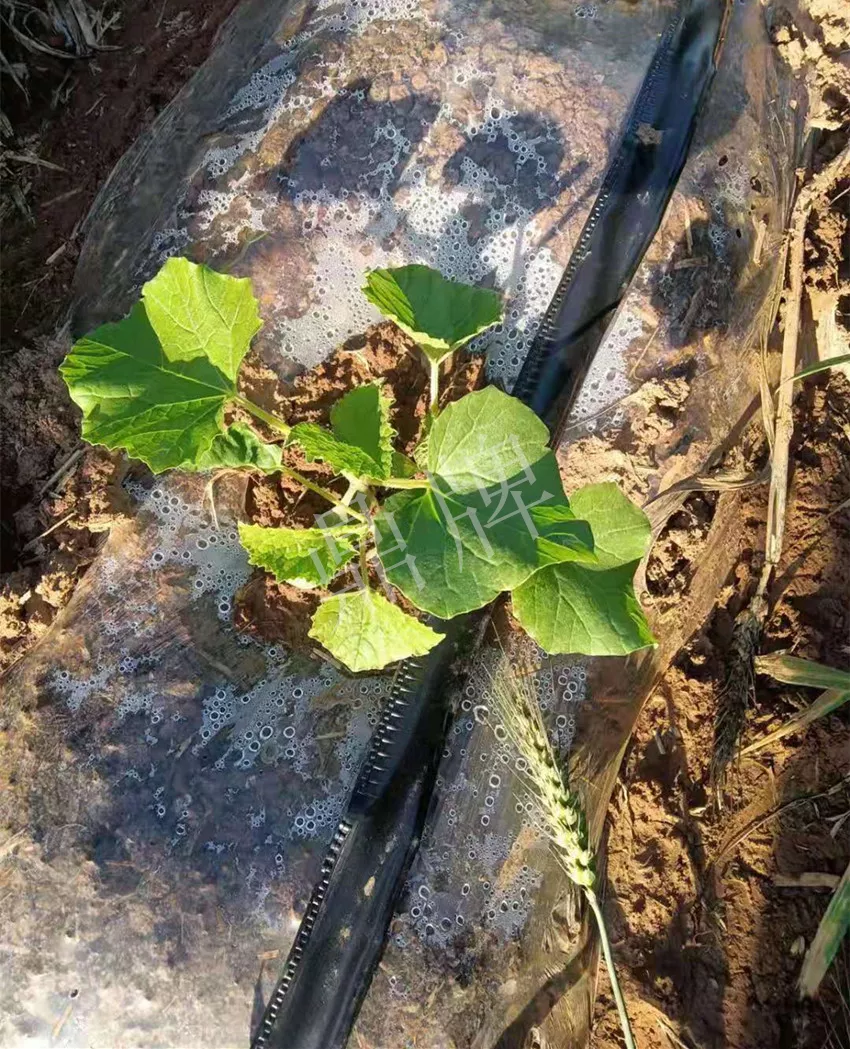 河南焦作的李向林今年種植甜瓜新品種，客戶直接拉貨走人