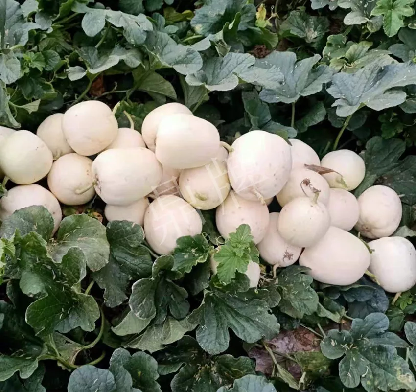 河南焦作的李向林今年種植甜瓜新品種，客戶直接拉貨走人