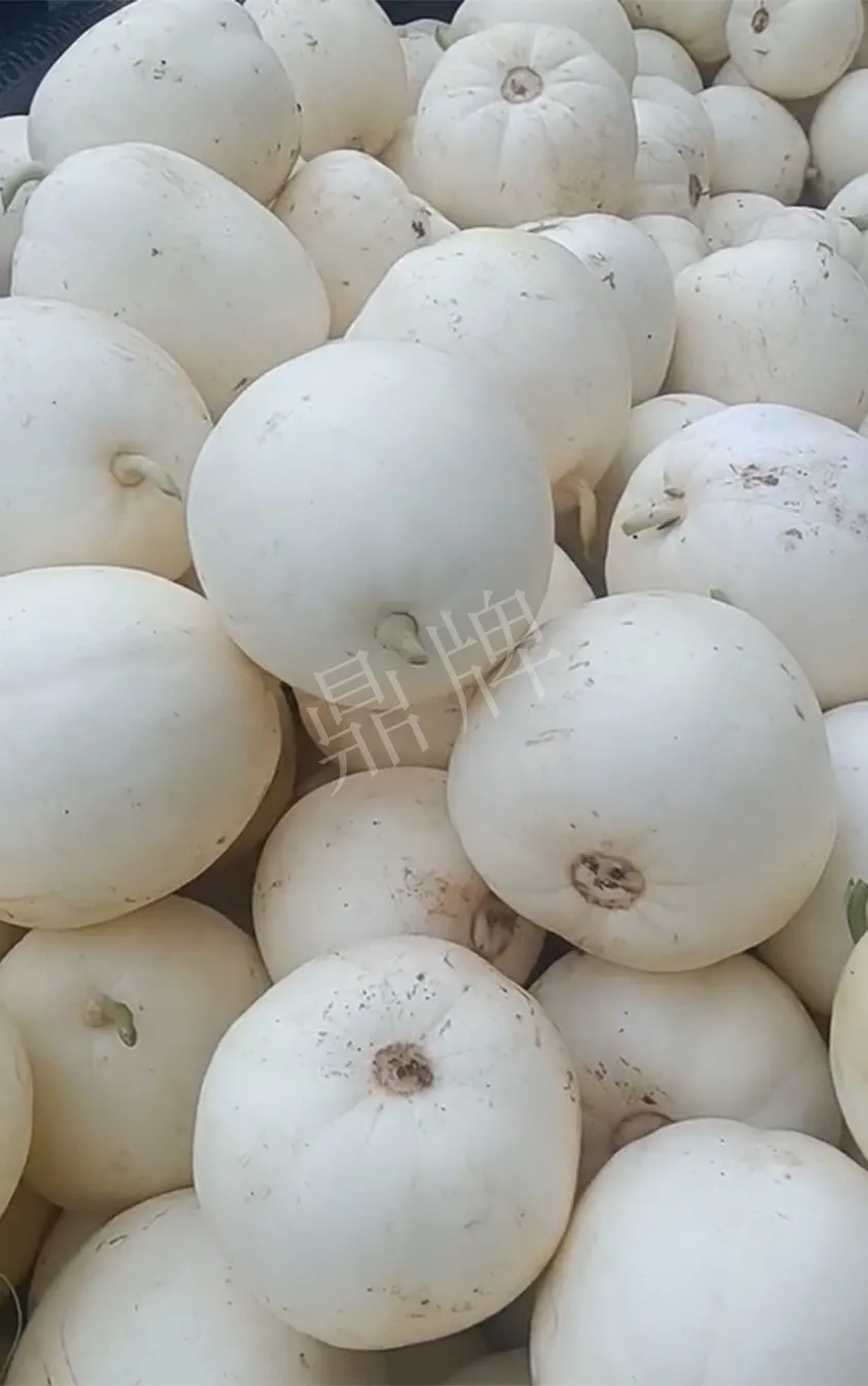 河南焦作的李向林今年種植甜瓜新品種，客戶直接拉貨走人