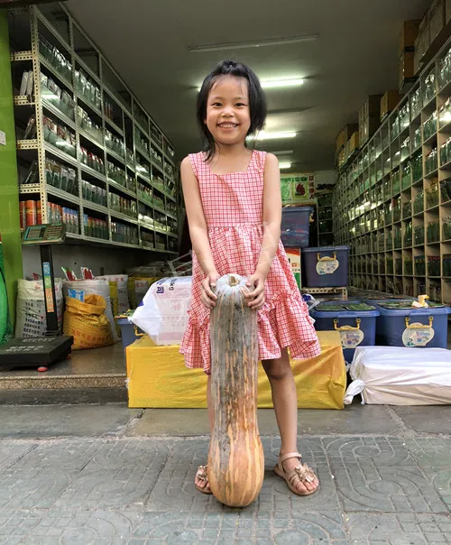 四川農(nóng)戶今年種“健美蜜本”南瓜產(chǎn)量高，品質(zhì)好，感覺巴適得很