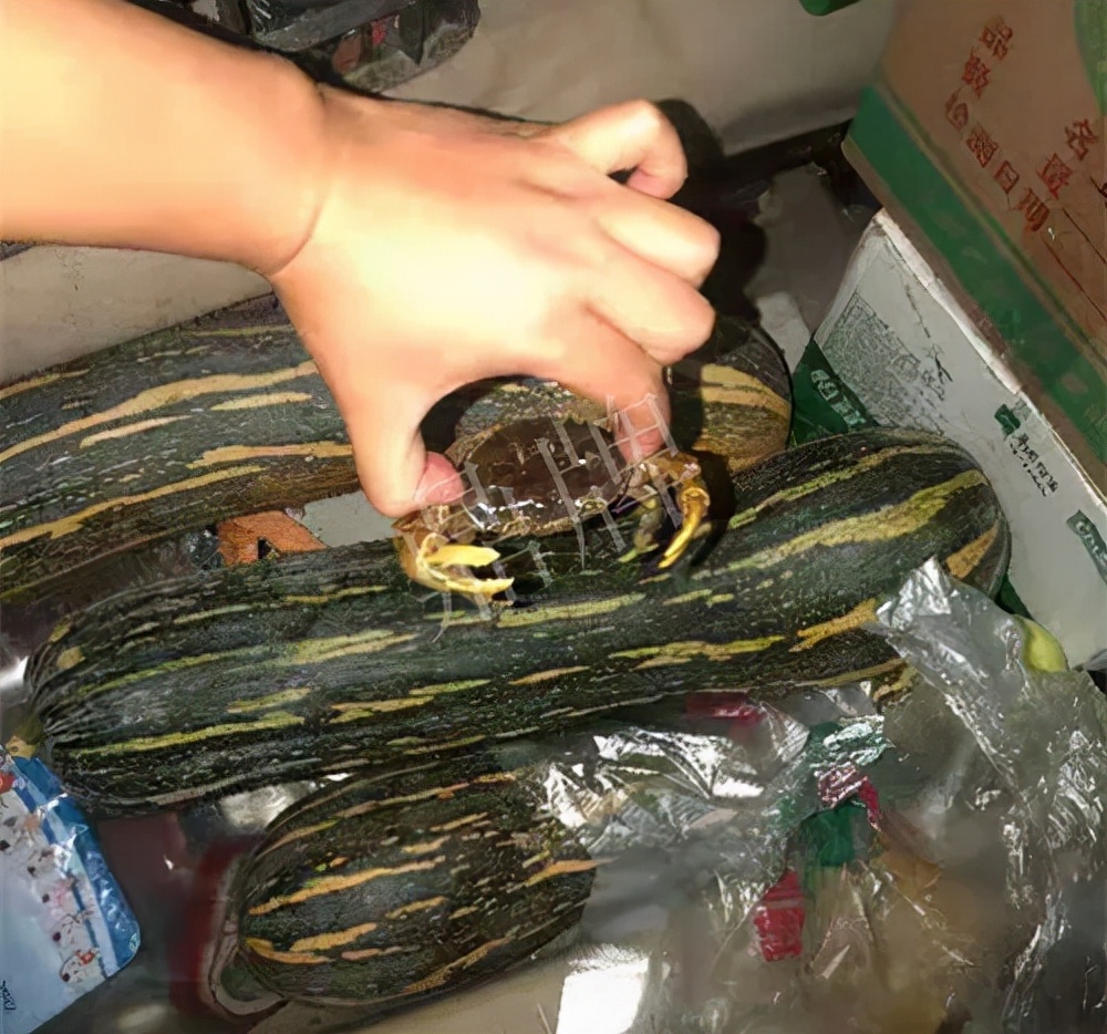 四川農(nóng)戶今年種“健美蜜本”南瓜產(chǎn)量高，品質(zhì)好，感覺巴適得很