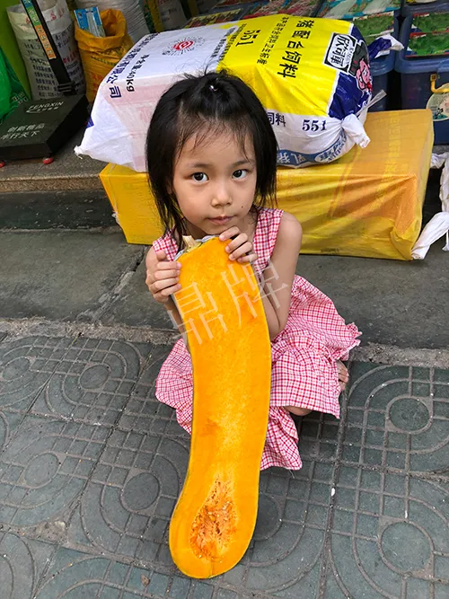 四川農(nóng)戶今年種“健美蜜本”南瓜產(chǎn)量高，品質(zhì)好，感覺巴適得很