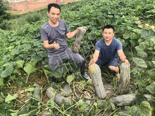 四川農(nóng)戶今年種“健美蜜本”南瓜產(chǎn)量高，品質(zhì)好，感覺巴適得很