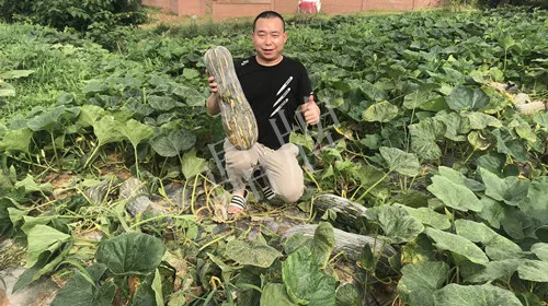 四川農(nóng)戶今年種“健美蜜本”南瓜產(chǎn)量高，品質(zhì)好，感覺巴適得很