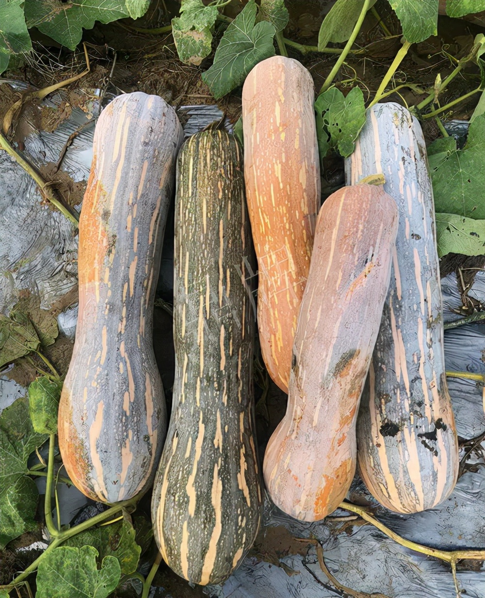 四川農(nóng)戶今年種“健美蜜本”南瓜產(chǎn)量高，品質(zhì)好，感覺巴適得很
