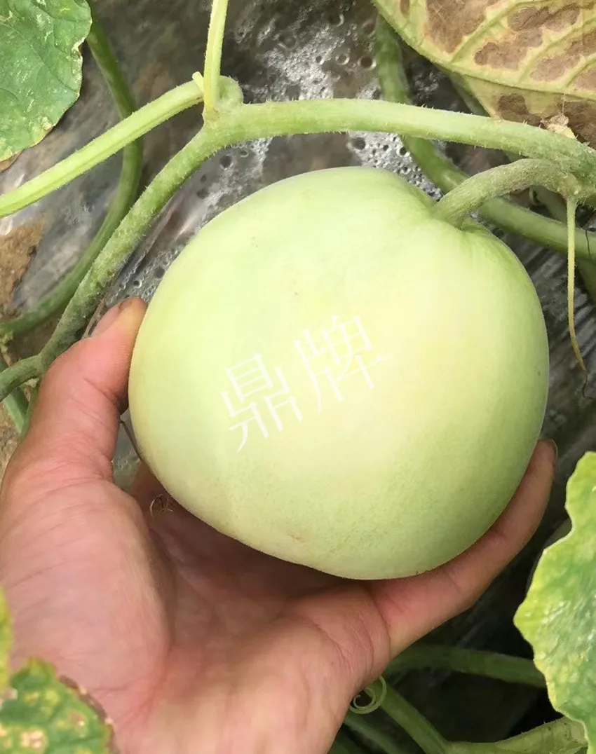 郴州農戶種植新品種，果實又香又甜，很好賣