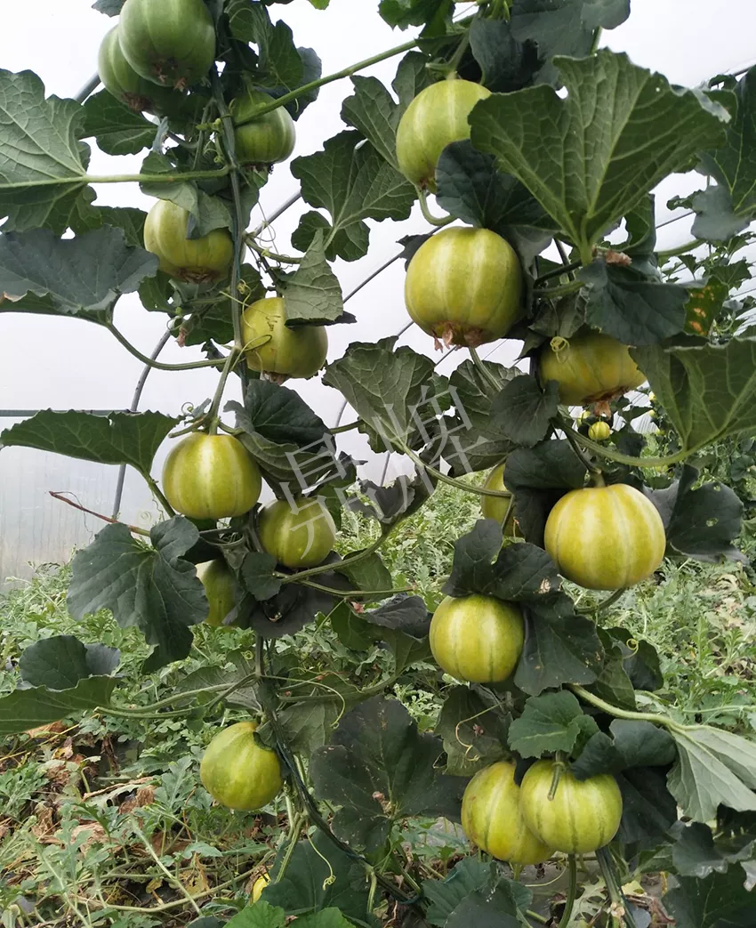 一株坐果15個(gè)，6元1斤，好賣得很