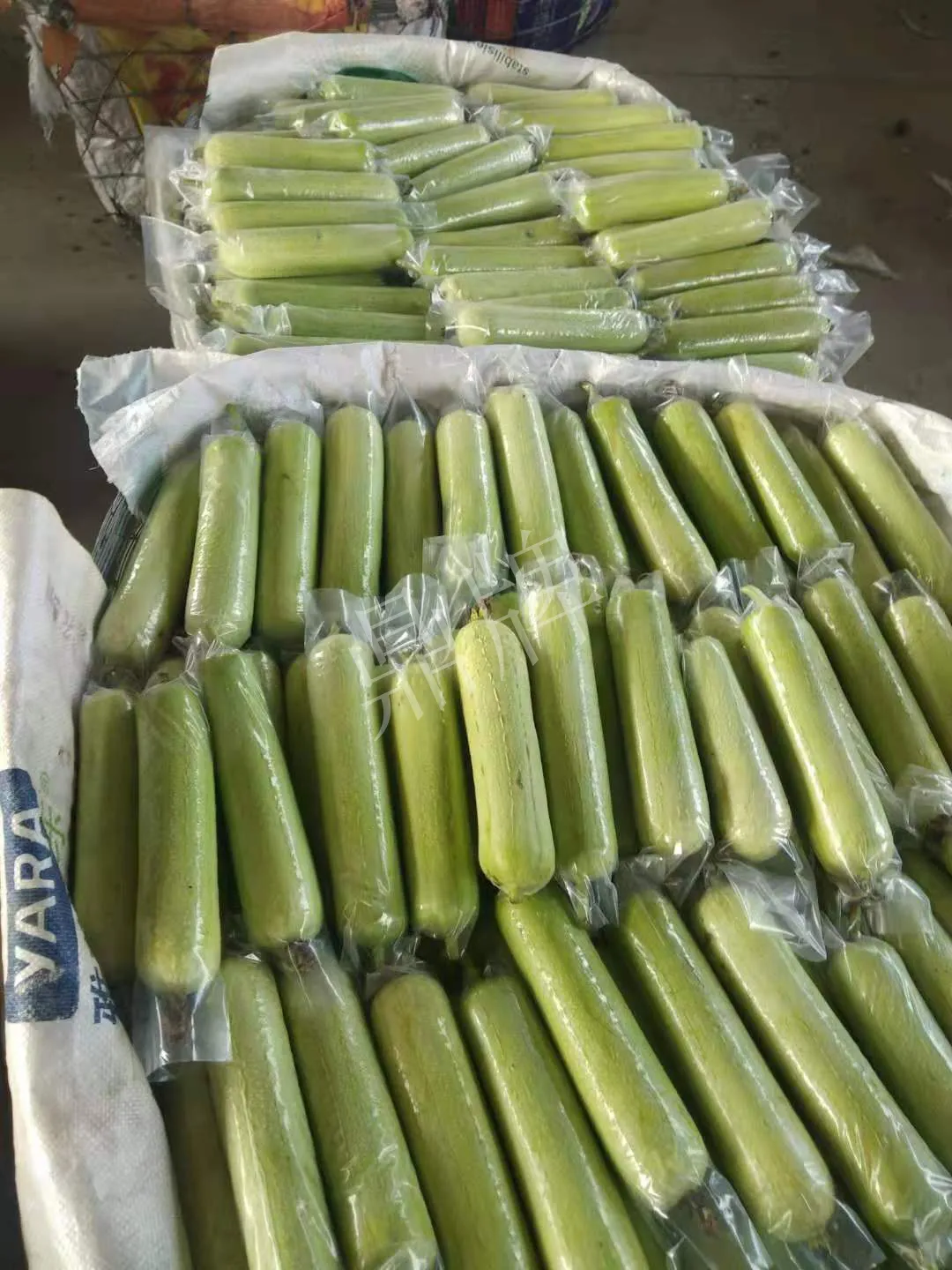 這個(gè)絲瓜每畝能掙3萬，沒種植的農(nóng)戶后悔得拍大腿