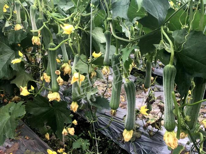 蔬菜種子種植戶(hù)客戶(hù)點(diǎn)評(píng)-這個(gè)絲瓜品種，找不到競(jìng)爭(zhēng)對(duì)手……
