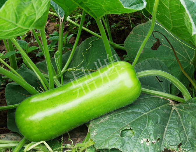 蔬菜種子種植戶客戶點評-牛逼！我露地栽培的瓠瓜，比別人大棚的還早上市！
