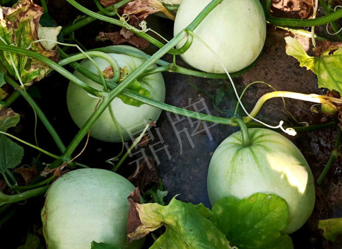 蔬菜種子種植戶客戶點評-種植這個品種，謹防小偷?。?！