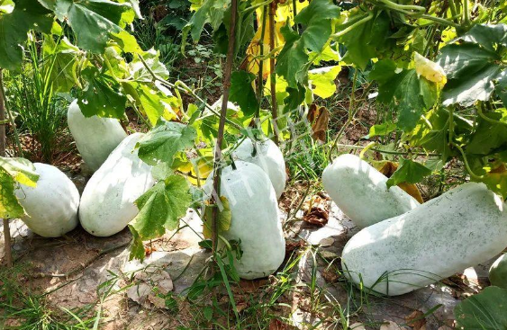 蔬菜種子種植戶客戶點評-驚訝！炎炎烈日下，小孩大聲喊：“大雪球！大雪球……”怎樣一回事？