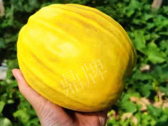 蔬菜種子種植戶客戶點評-我的甜瓜賣20元1市斤，與大家分享…