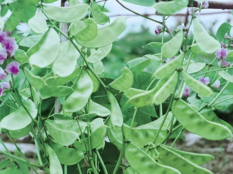 蔬菜種子種植戶客戶點評-鼎牌幫我度難關(guān)，決心助我大豐收！